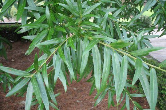 خرید عرق بید + قیمت رقابتی